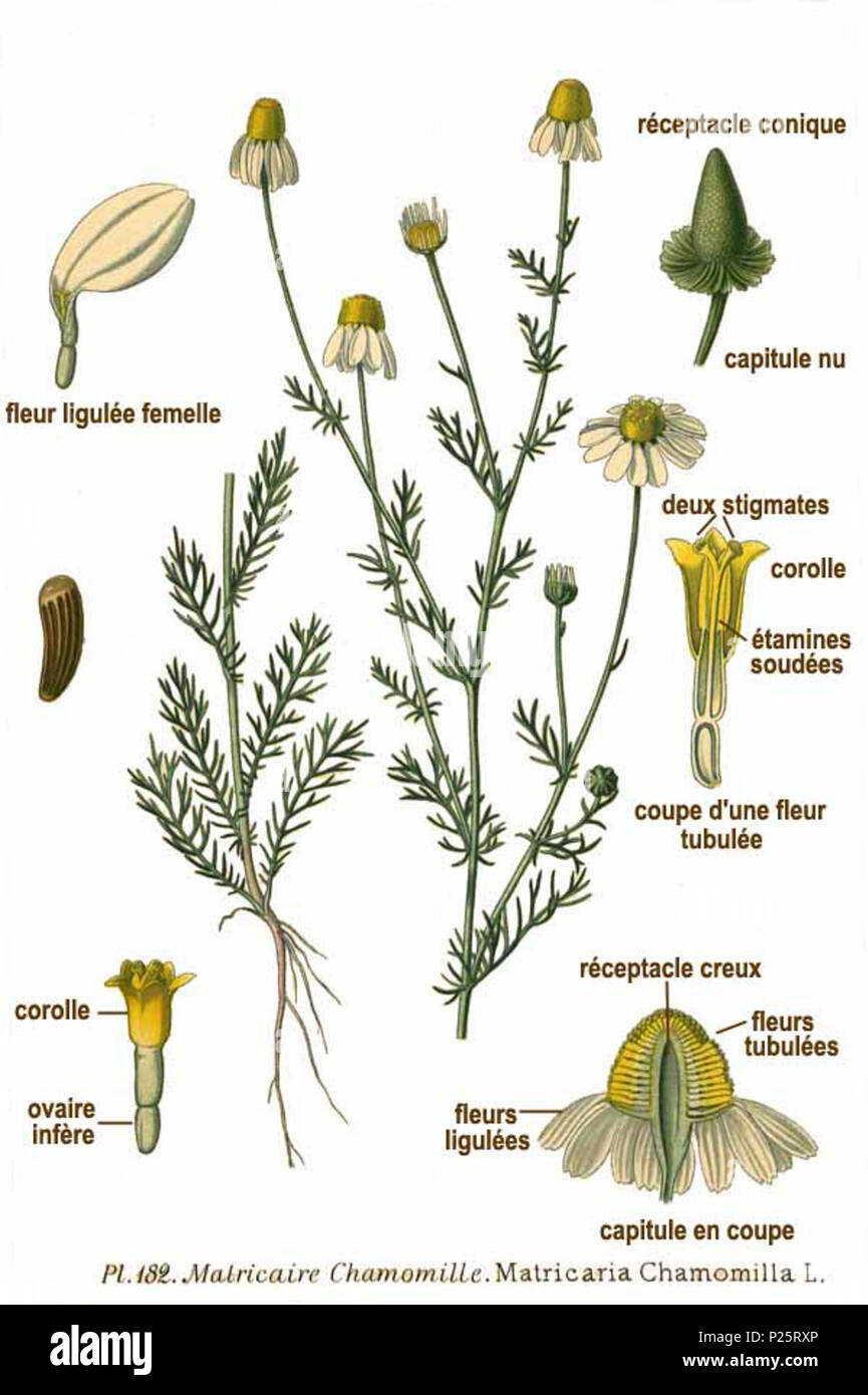 . Matricaria chamomilla L. 31 gennaio 2001. Amédée Masclef (1858-) nomi alternativi Masclef Descrizione botanico francese Data di nascita e morte 1858 19.. Controllo dell'autorità : Q18507759 VIAF: 233362923 ISNI: 0000 0003 6776 1587 LCCN: N88663684 Botanico: Masclef SUDOC: 035266805 WorldCat 2 182 Matricaria chamomilla L Foto Stock