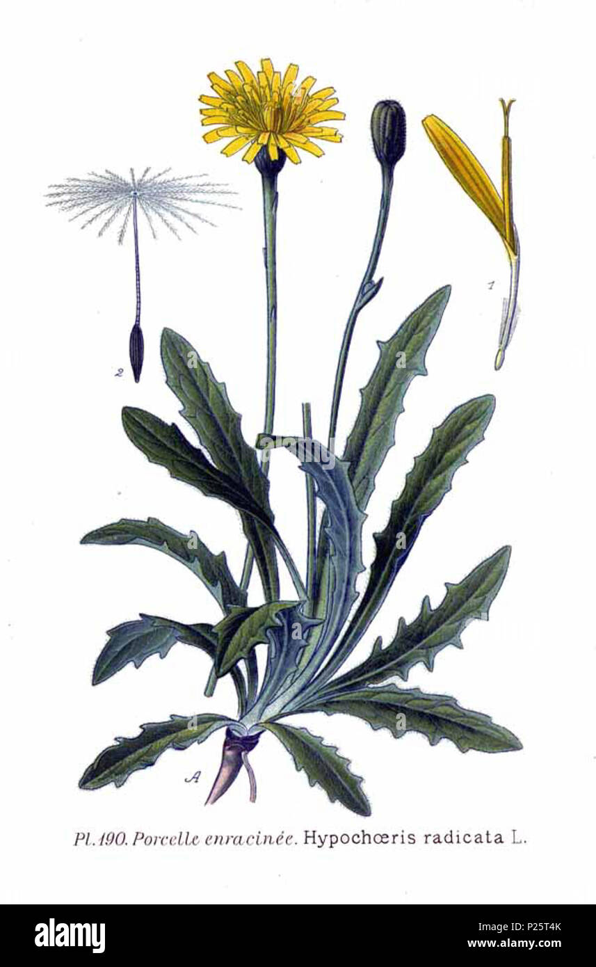 . Hypochoeris radicata L. 31 gennaio 2001. Amédée Masclef (1858-) nomi alternativi Masclef Descrizione botanico francese Data di nascita e morte 1858 19.. Controllo dell'autorità : Q18507759 VIAF: 233362923 ISNI: 0000 0003 6776 1587 LCCN: N88663684 Botanico: Masclef SUDOC: 035266805 WorldCat 2 190 Hypochoeris radicata L Foto Stock