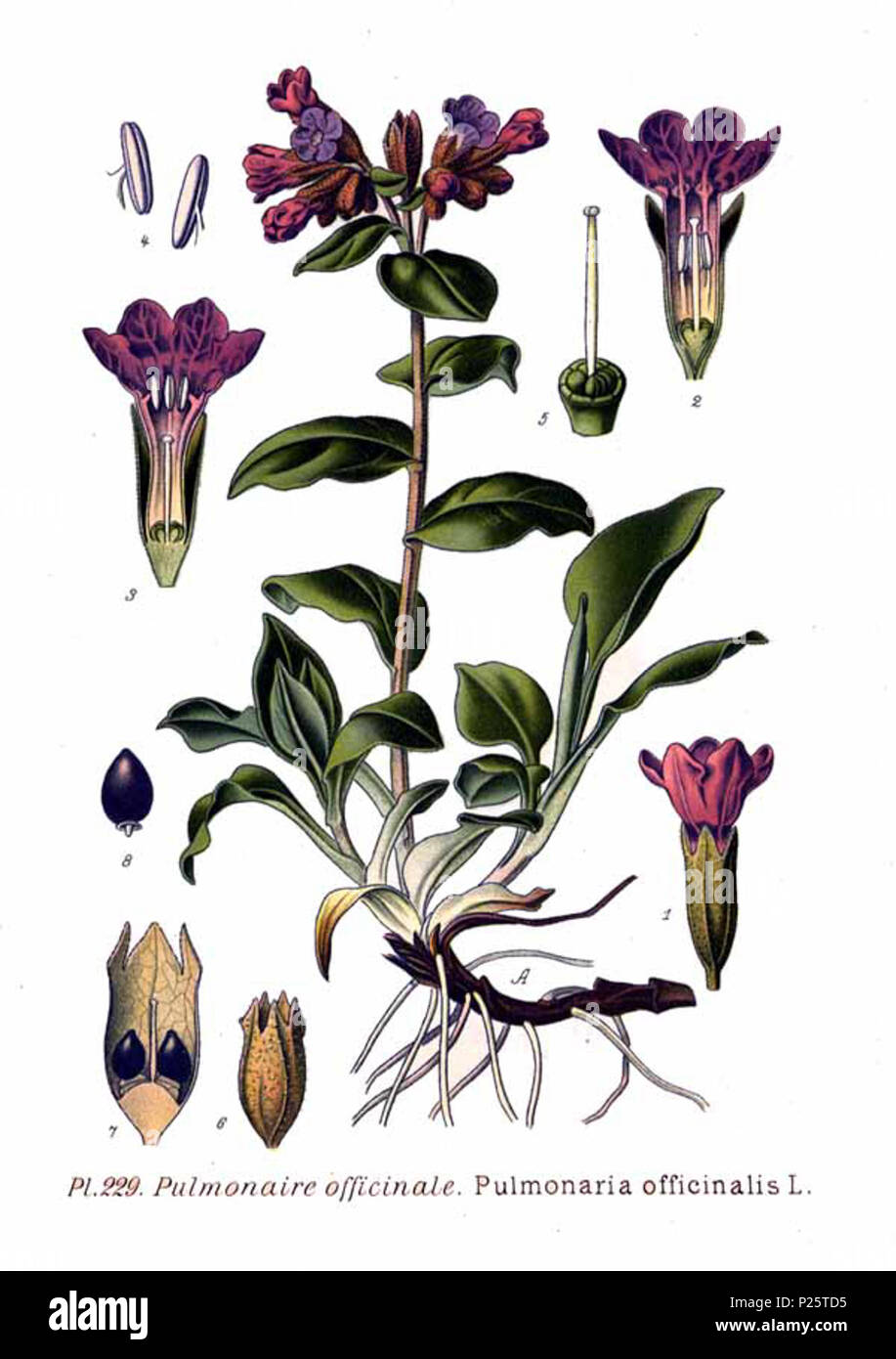 . Pulmonaria officinalis L. 31 gennaio 2001. Amédée Masclef (1858-) nomi alternativi Masclef Descrizione botanico francese Data di nascita e morte 1858 19.. Controllo dell'autorità : Q18507759 VIAF: 233362923 ISNI: 0000 0003 6776 1587 LCCN: N88663684 Botanico: Masclef SUDOC: 035266805 WorldCat 3 229 Pulmonaria officinalis L Foto Stock