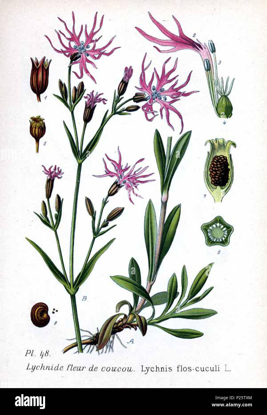 . Lychnis flos-cuculi L. 31 gennaio 2001. Amédée Masclef (1858-) nomi alternativi Masclef Descrizione botanico francese Data di nascita e morte 1858 19.. Controllo dell'autorità : Q18507759 VIAF: 233362923 ISNI: 0000 0003 6776 1587 LCCN: N88663684 Botanico: Masclef SUDOC: 035266805 WorldCat 4 48 Lychnis flos-cuculi L Foto Stock . Lychnis flos-cuculi L. 31 gennaio 2001. Amédée Masclef (1858-) nomi alternativi Masclef Descrizione botanico francese Data di nascita e morte 1858 19.. Controllo dell'autorità : Q18507759 VIAF: 233362923 ISNI: 0000 0003 6776 1587 LCCN: N88663684 Botanico: Masclef SUDOC: 035266805 WorldCat 4 48 Lychnis flos-cuculi L Foto Stock