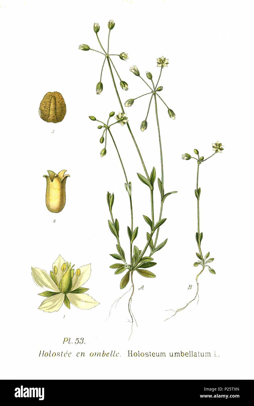 . Holosteum umbellatum L. 31 gennaio 2001. Amédée Masclef (1858-) nomi alternativi Masclef Descrizione botanico francese Data di nascita e morte 1858 19.. Controllo dell'autorità : Q18507759 VIAF: 233362923 ISNI: 0000 0003 6776 1587 LCCN: N88663684 Botanico: Masclef SUDOC: 035266805 WorldCat 4 53 Holosteum umbellatum L Foto Stock