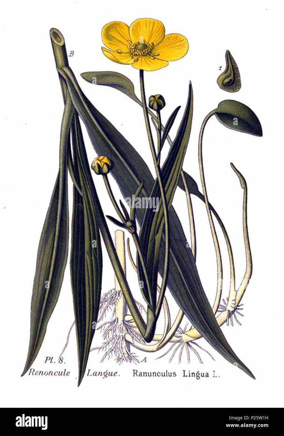 . Ranunculus lingua L. 31 gennaio 2001. Amédée Masclef (1858-) nomi alternativi Masclef Descrizione botanico francese Data di nascita e morte 1858 19.. Controllo dell'autorità : Q18507759 VIAF: 233362923 ISNI: 0000 0003 6776 1587 LCCN: N88663684 Botanico: Masclef SUDOC: 035266805 WorldCat 4 8 Ranunculus lingua L Foto Stock