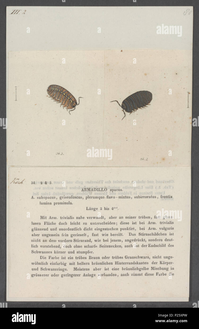 . Armadillo opacus 22 Armadillo opacus - - Stampa - Iconographia Zoologica - Collezioni Speciali Università di Amsterdam - UBAINV0274 098 09 0019 Foto Stock
