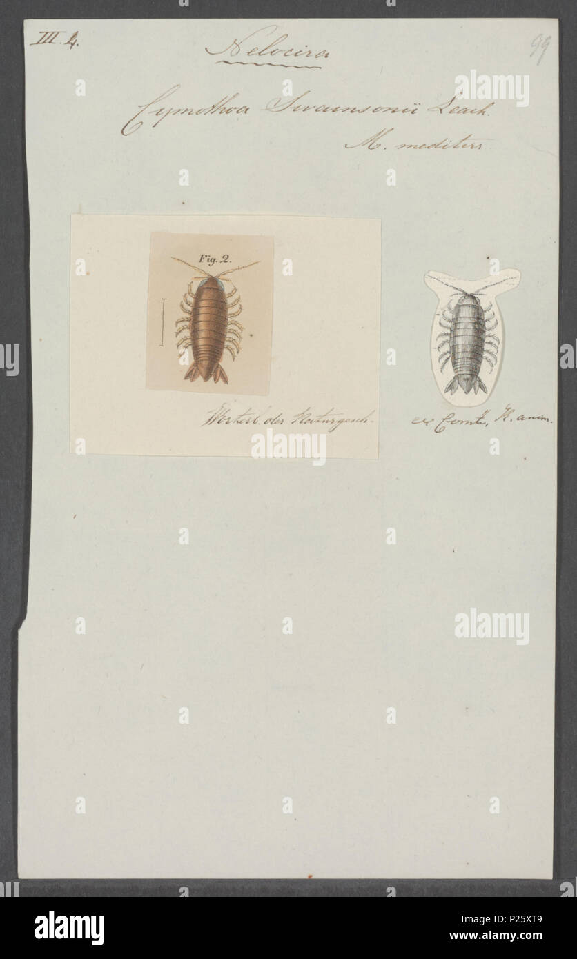 . Cymothoa swainsonii 73 Cymothoa swainsonii - - Stampa - Iconographia Zoologica - Collezioni Speciali Università di Amsterdam - UBAINV0274 098 11 0012 Foto Stock