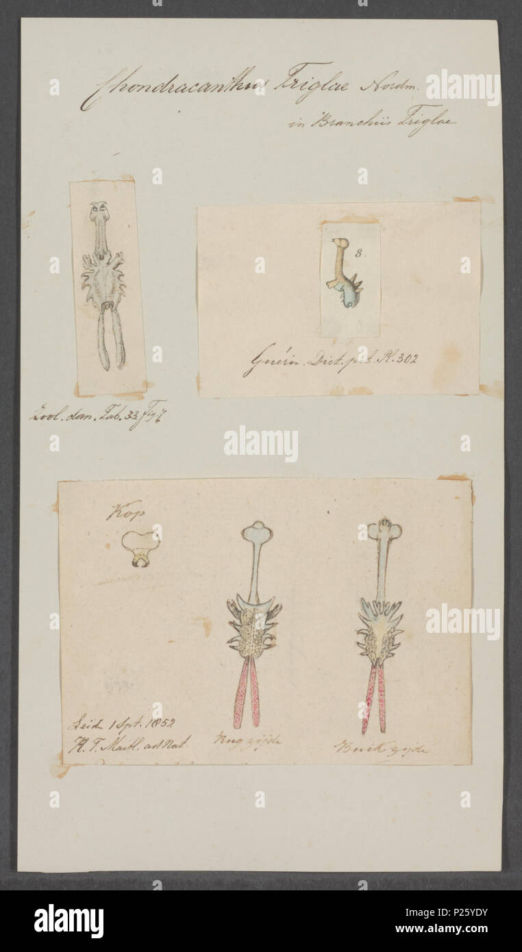 . Chondracanthus triglae 60 Chondracanthus triglae - - Stampa - Iconographia Zoologica - Collezioni Speciali Università di Amsterdam - UBAINV0274 100 03 0026 Foto Stock