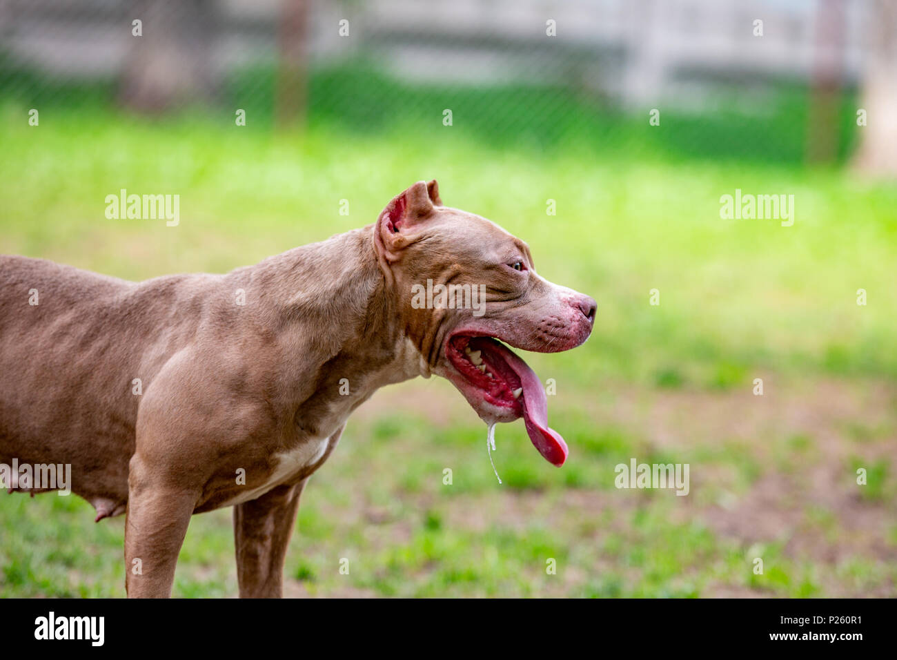 Sequestro Cani Da Combattimento In Una Abitazione A Casal Di Principe