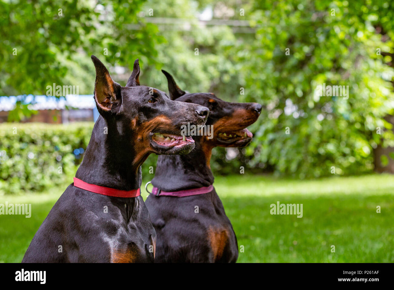 Due nero dobermann seduto sull'erba Foto Stock