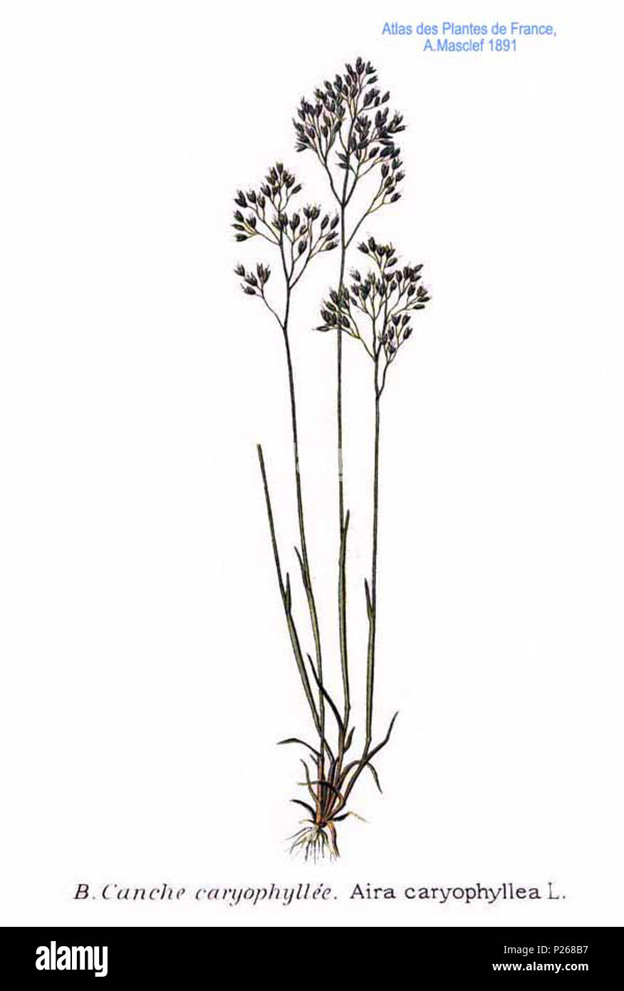 . Aira caryophyllea L. 31 gennaio 2001. Amédée Masclef (1858-) nomi alternativi Masclef Descrizione botanico francese Data di nascita e morte 1858 19.. Controllo dell'autorità : Q18507759 VIAF: 233362923 ISNI: 0000 0003 6776 1587 LCCN: N88663684 Botanico: Masclef SUDOC: 035266805 WorldCat 10 Aira caryophyllea L Foto Stock