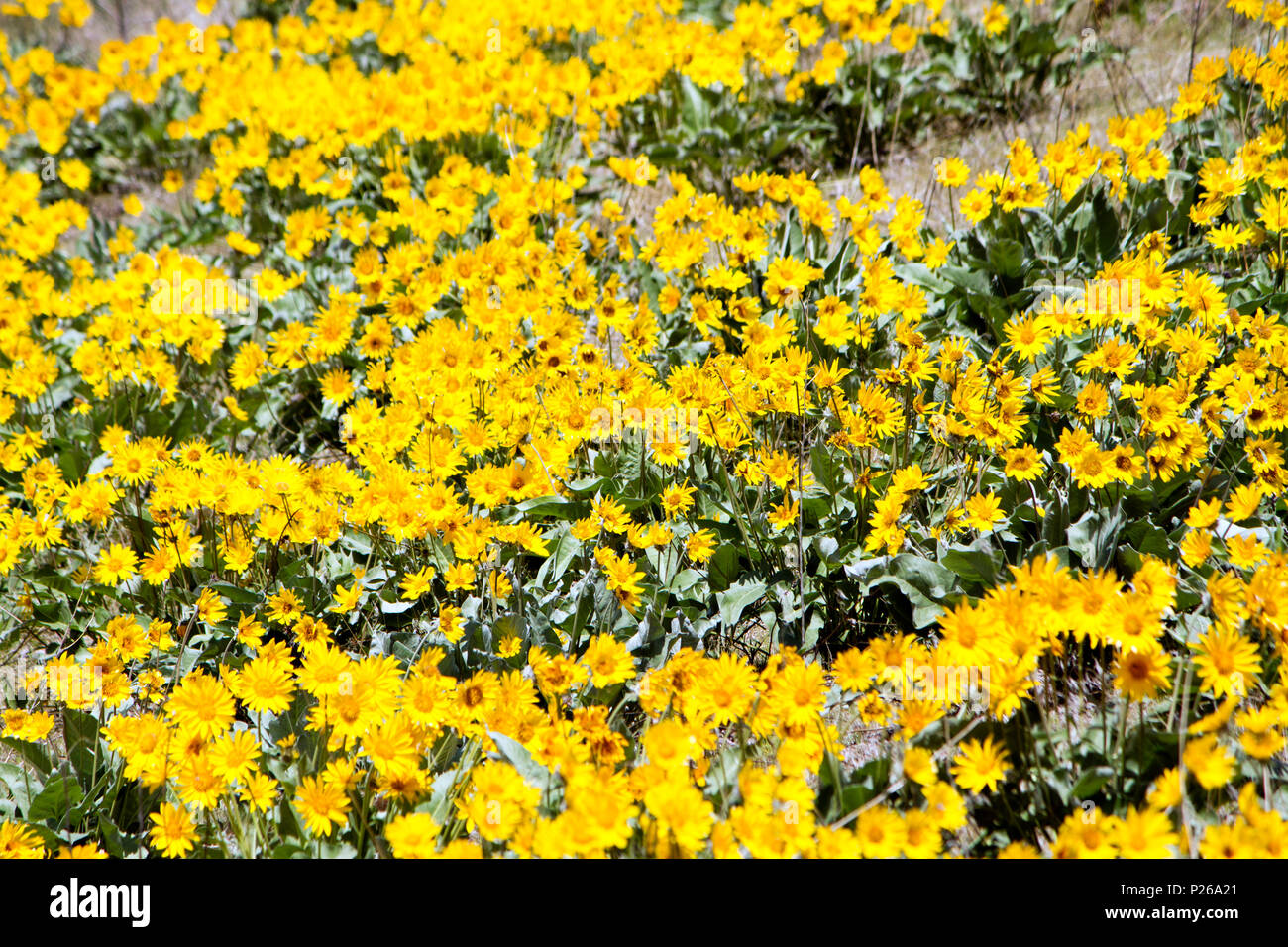 Un vero segno di primavera nella Okanagan Valley è la nascita del selvaggio Arrowleaf Balsamroot fiori (Balsamorhiza sagittata), noto anche come l' Oka Foto Stock