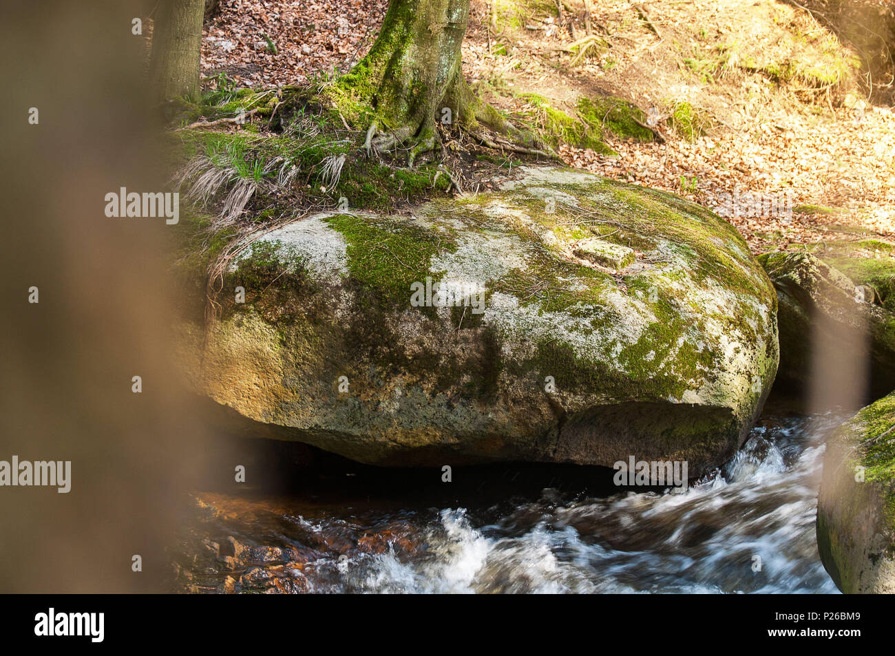 Albero che cresce su una roccia in una foresta di montagna nella luce del sole di primavera. Ilsefälle del fiume di montagna Ilse nel Ilsetal in Ilsenburg, parco nazionale Harz, Sassonia-Anhalt in Germania Foto Stock