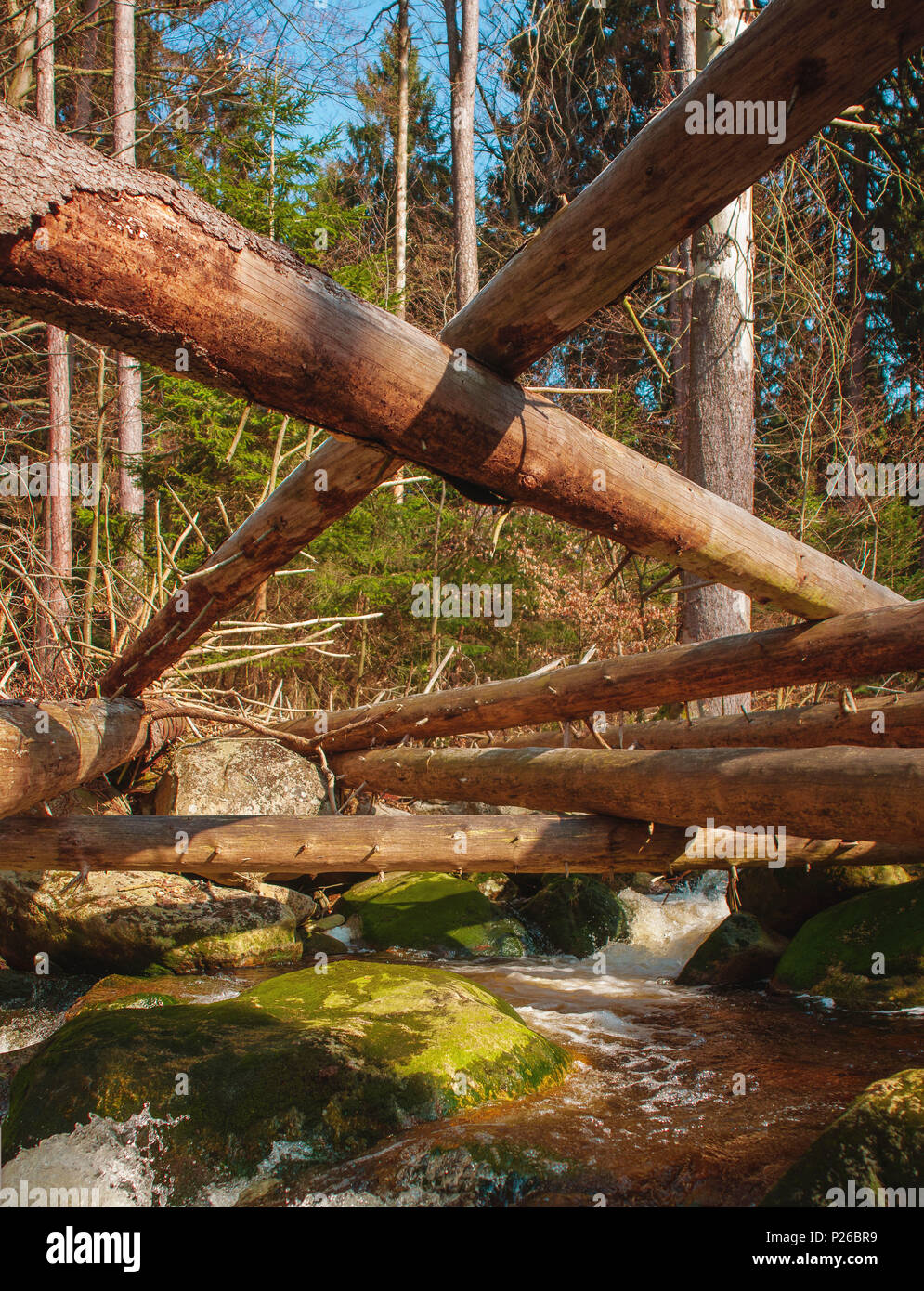 Caduta di alberi di pino su un fiume di montagna con le cascate . Ilsefälle del fiume di montagna Ilse nel Ilsetal in Ilsenburg, parco nazionale Harz, Sassonia-Anhalt in Germania Foto Stock