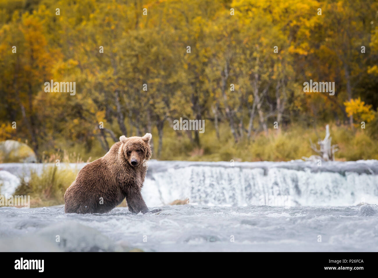 L'orso bruno (Ursus arctos), Katmai National Park, western Alaska, Stati Uniti, Nord America. Foto Stock