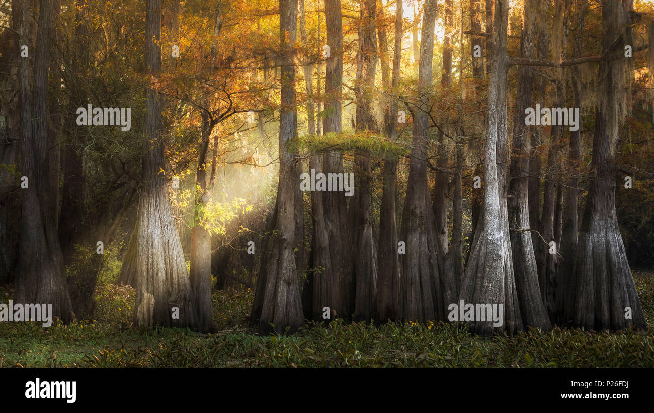 Fiume Atchafalaya, Plaquemine, Atchafalaya Basin, meridionale degli Stati Uniti, USA, America del Nord Foto Stock