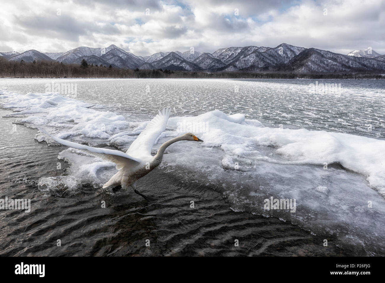 Whooper swan, Kotan onsen, lungo la costa orientale del lago di Kussharo, orientale di Hokkaido, Giappone Foto Stock