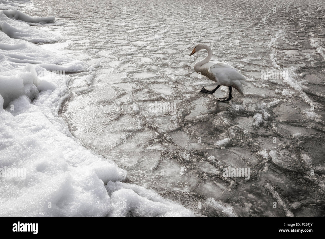 Whooper swan, Kotan onsen, lungo la costa orientale del lago di Kussharo, orientale di Hokkaido, Giappone Foto Stock