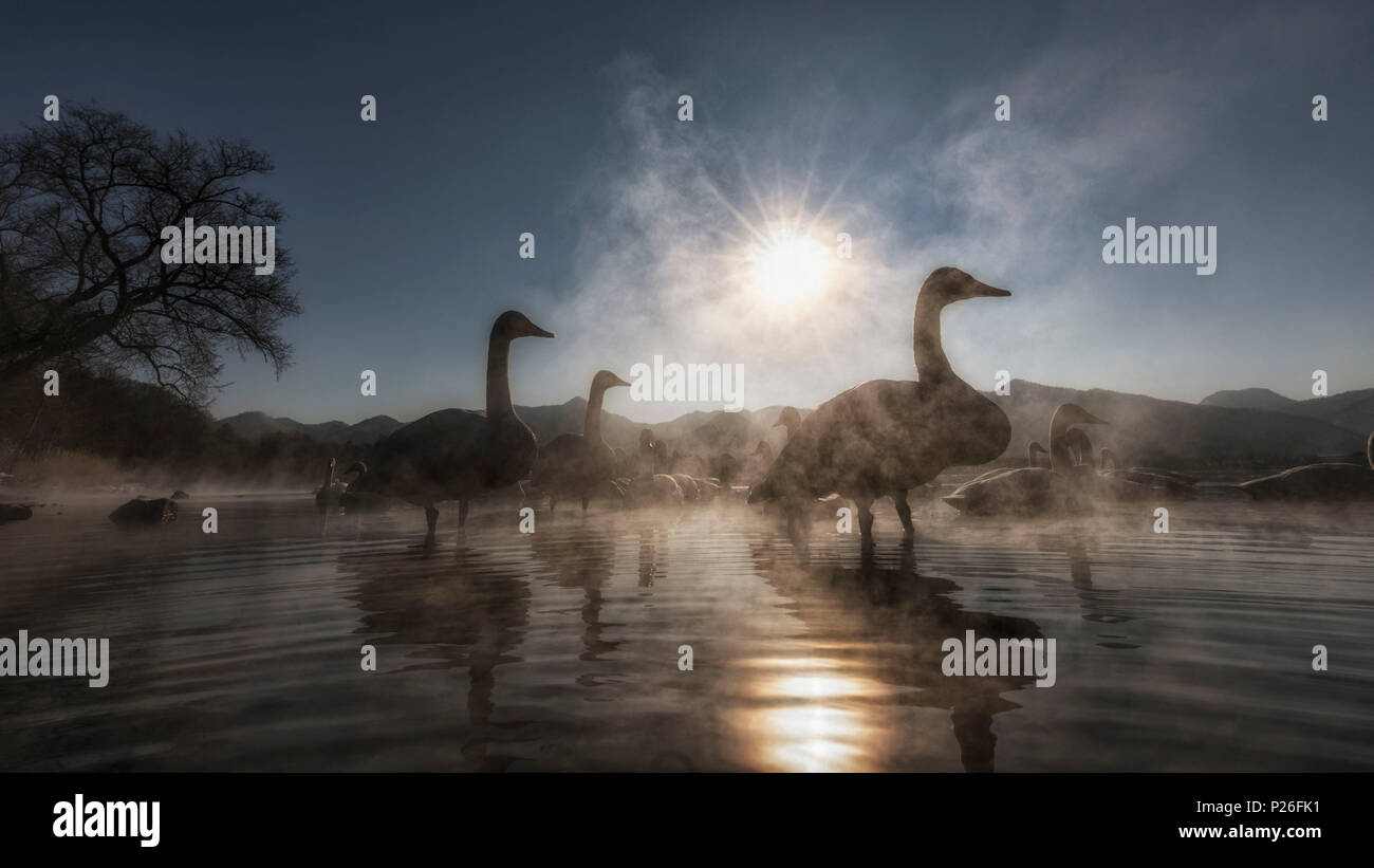 Whooper swan, Kotan onsen, lungo la costa orientale del lago di Kussharo, orientale di Hokkaido, Giappone Foto Stock