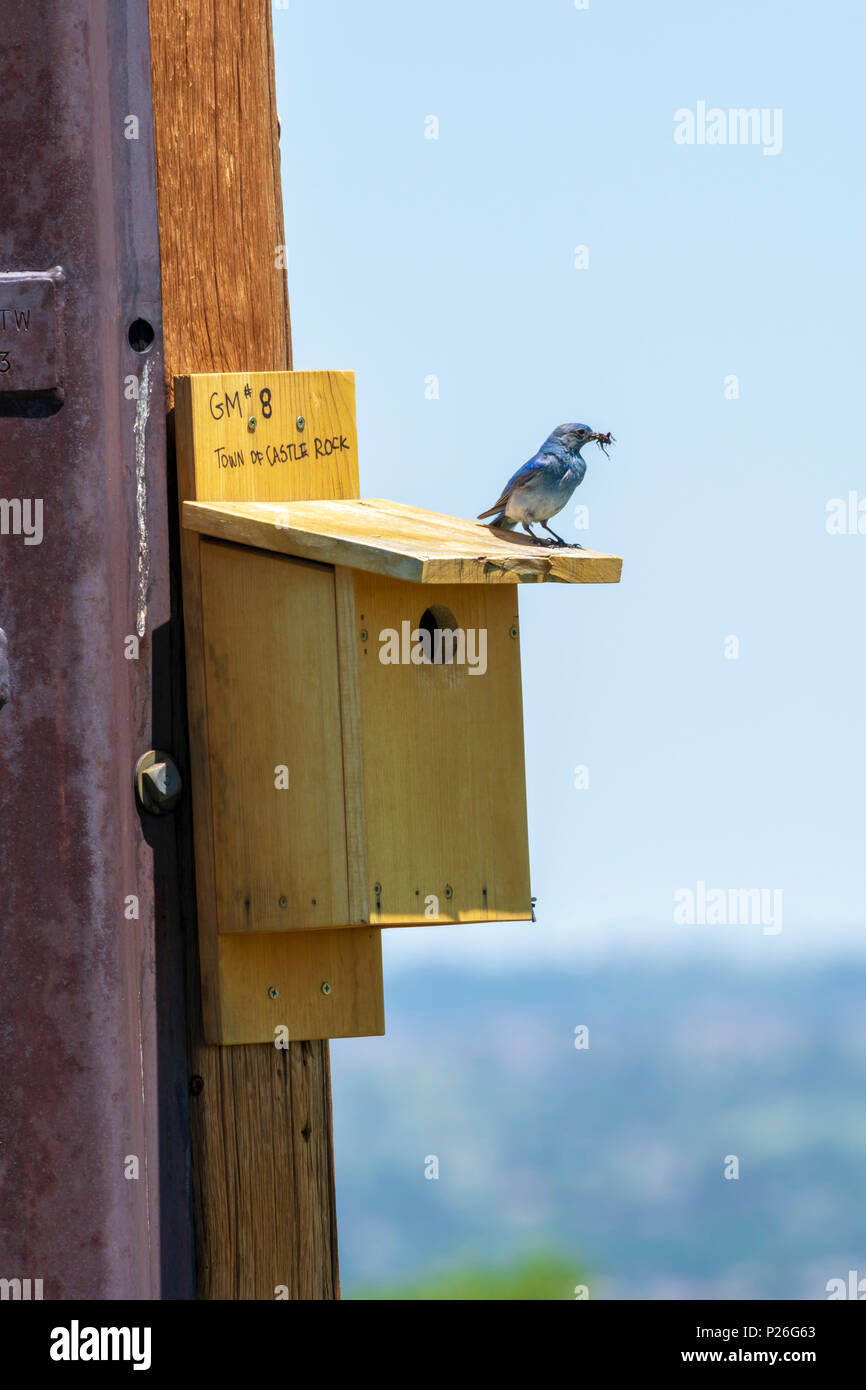 Femmina Bluebird di montagna con il cibo per i giovani sul tetto dell'uomo uccello blu house, castello di roccia Colorado US. Bird casa costruita e posti da volontari. Foto Stock