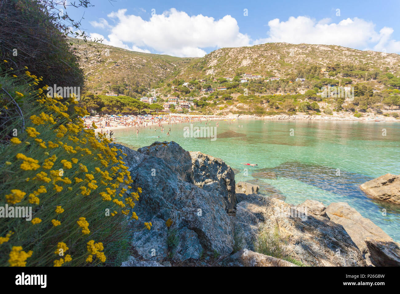 Fiori Selvatici, Spiaggia di Fetovaia, Campo nell'Elba, Isola d'Elba, Provincia di Livorno, Toscana, Italia Foto Stock