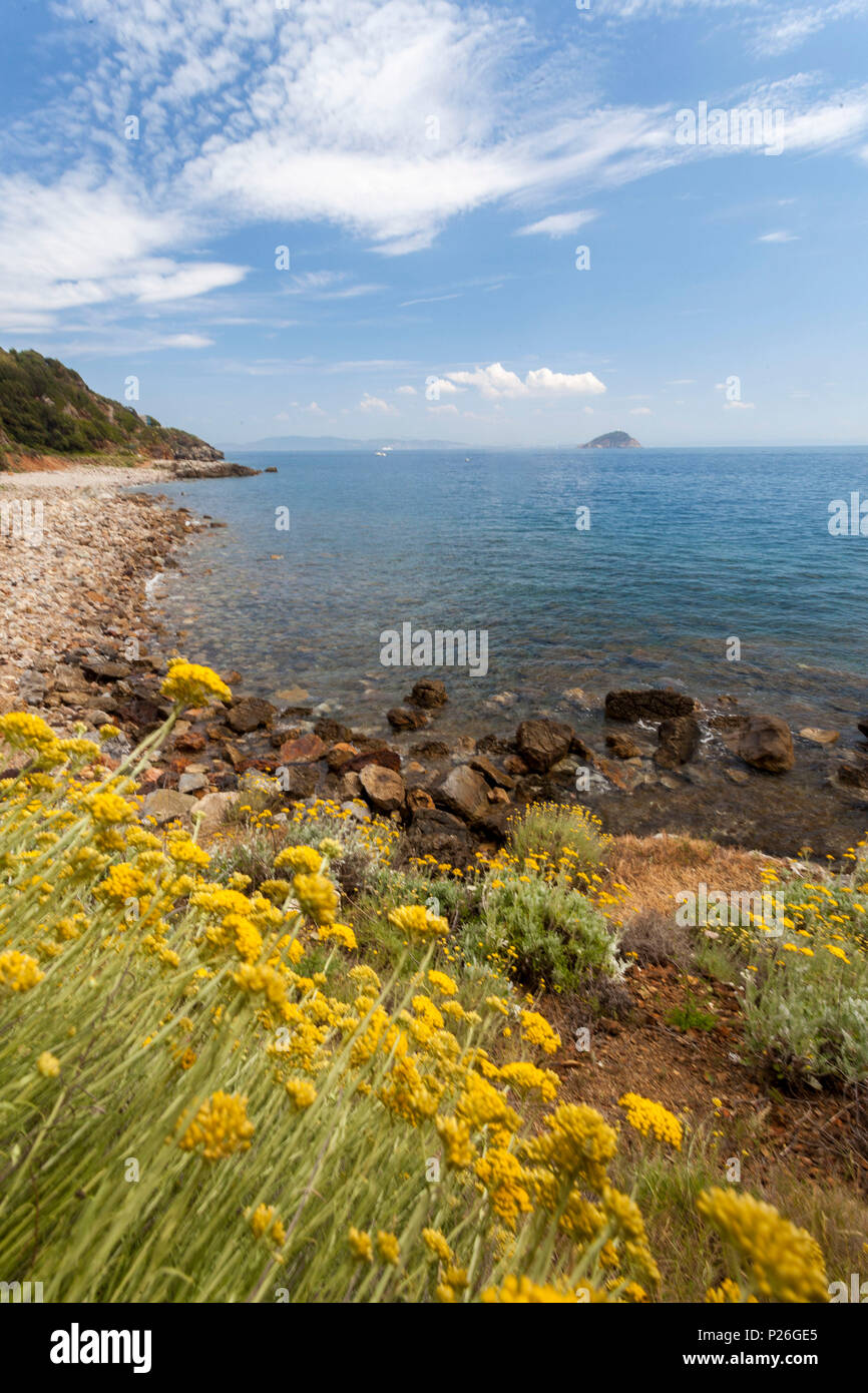 Fiori Selvatici a Sansone spiaggia, Portoferraio, Isola d'Elba, Provincia di Livorno, Toscana, Italia Foto Stock