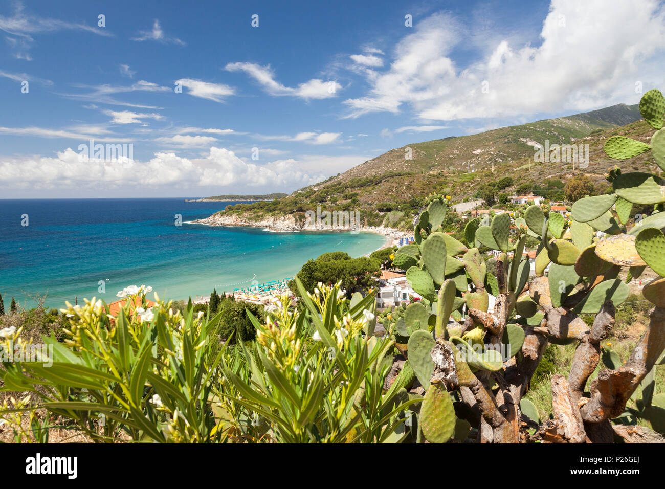 Fichidindia sulle rocce al di sopra del Mare e Spiaggia di Cavoli, Marciana, Isola d'Elba, Provincia di Livorno, Toscana, Italia Foto Stock