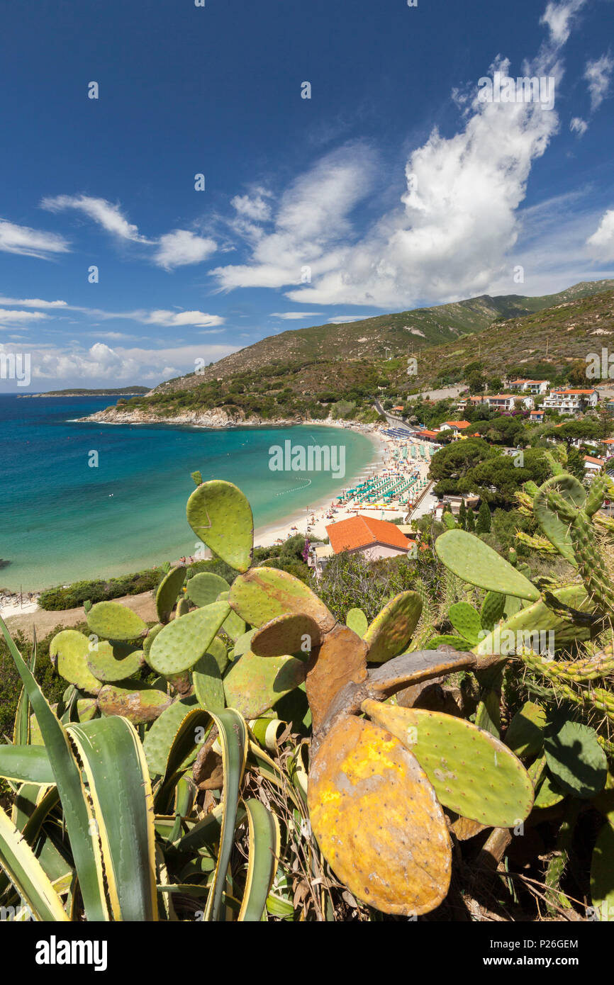 Fichidindia sulle rocce al di sopra del Mare e Spiaggia di Cavoli, Marciana, Isola d'Elba, Provincia di Livorno, Toscana, Italia Foto Stock