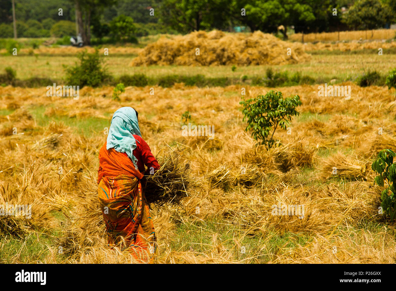 Donna indiana che lavora sul campo in corrispondenza della periferia di Kaladhungi, Uttarakhand, India Foto Stock