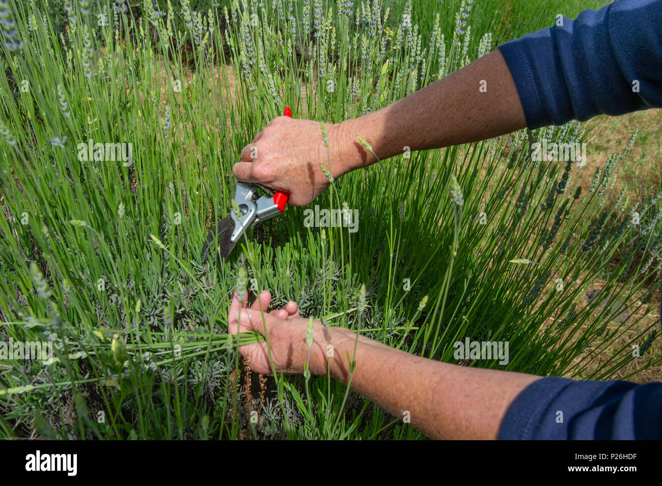 Una coppia di donna raccolti mani lavanda con clippers. Foto Stock