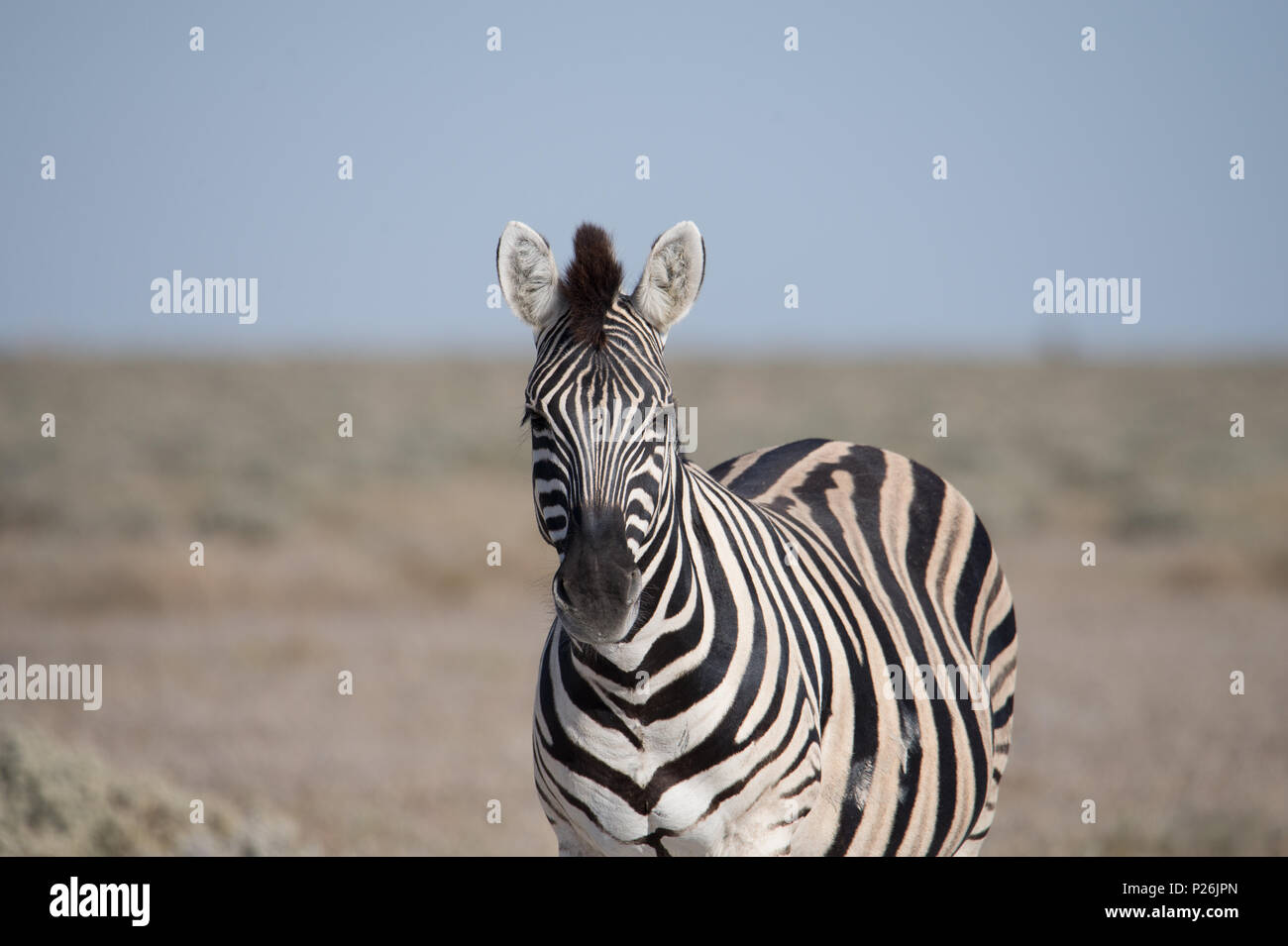 Le pianure zebra sulla savana nel Parco Nazionale Etosha, Namibia. Foto Stock