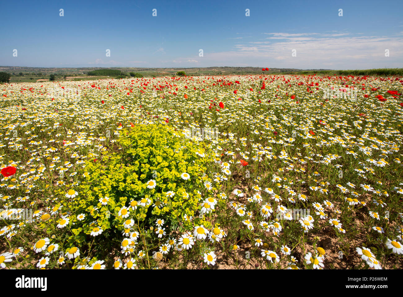 Fiori Selvatici in un campo vicino a Agramunt, NE LA SPAGNA. Foto Stock