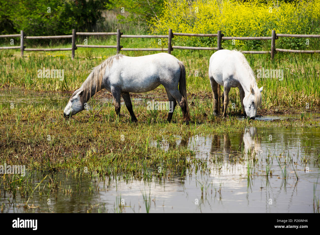 Cavalli al pascolo su una zona umida di Aiguamolls de l'Empordà, una riserva naturale nel Nord della Spagna. Foto Stock