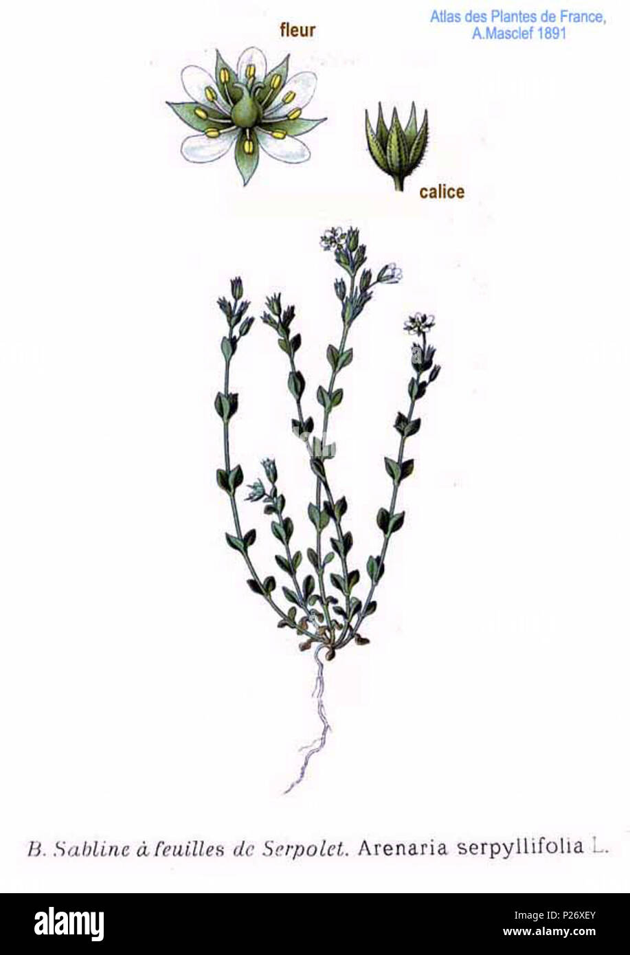 . Arenaria serpyllifolia L. 31 gennaio 2001. Amédée Masclef (1858-) nomi alternativi Masclef Descrizione botanico francese Data di nascita e morte 1858 19.. Controllo dell'autorità : Q18507759 VIAF: 233362923 ISNI: 0000 0003 6776 1587 LCCN: N88663684 Botanico: Masclef SUDOC: 035266805 WorldCat 22 Arenaria serpyllifolia L Foto Stock