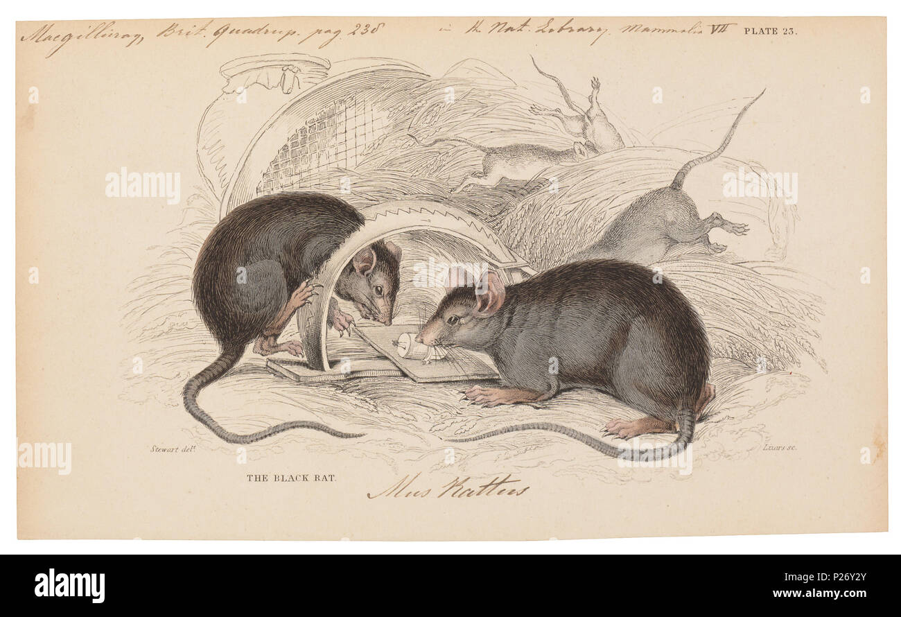 . Mus rattus . tra il 1700 e il 1880 UBA01 IZ20500072-y, 03-09-09, 14:07, 8C, 7850x9634 (60+84), 100%%%%, 17 08 2009 Con, 1/50 s, R52.6, G23.4, B30.7 197 mus rattus - 1700-1880 - Stampa - Iconographia Zoologica - Collezioni Speciali Università di Amsterdam - UBA01 IZ20500067 Foto Stock