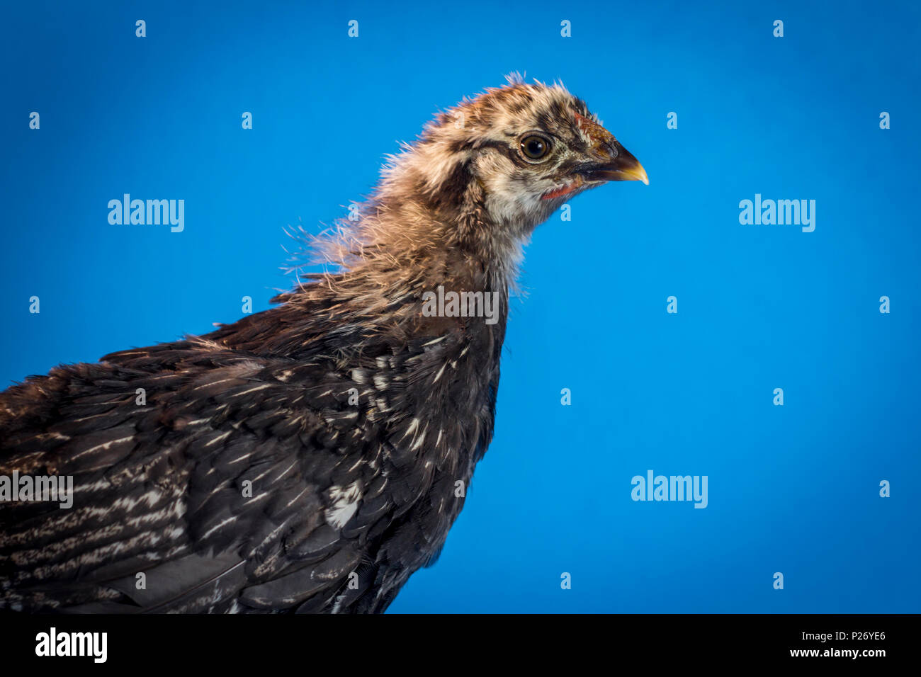 Giovane adolescente argento-legare Wyandotte fattoria di pollo ritratto di gallina Foto Stock