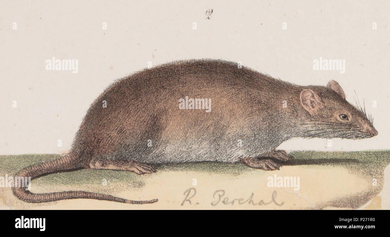 . Acomys perchal . tra il 1700 e il 1880 UBA01 IZ20500106-y, 04-09-09, 11:08, 8C, 7198x9182 (60+84), 100%%%%, 17 08 2009 Con, 1/50 s, R52.6, G23.4, B30.7 5 Acomys perchal - 1700-1880 - Stampa - Iconographia Zoologica - Collezioni Speciali Università di Amsterdam - UBA01 IZ20500099 (ritagliate) Foto Stock