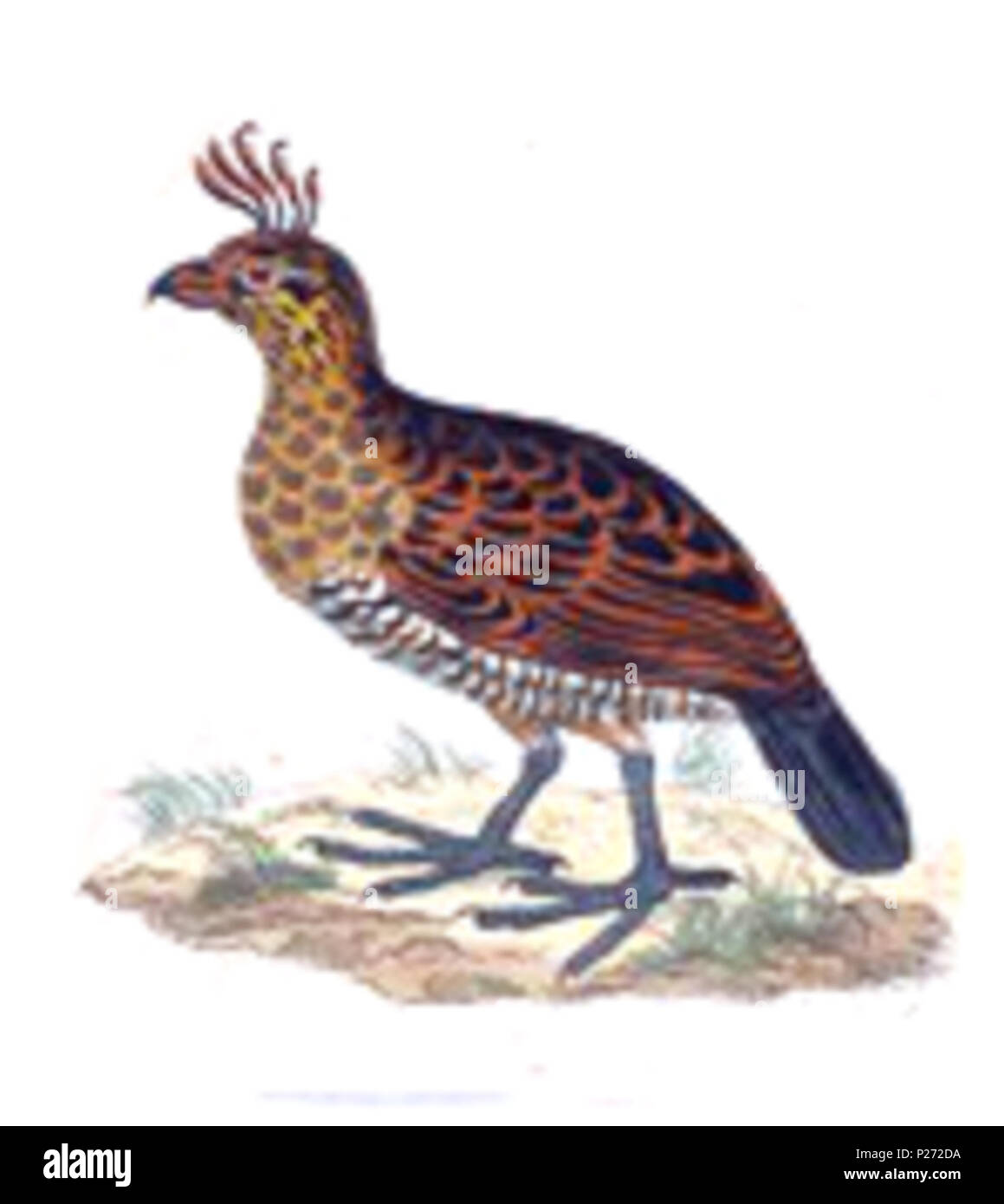 . Douglasii Callipepla . tra il 1700 e il 1880 47 Callipepla douglasii - 1700-1880 - Stampa - Iconographia Zoologica - Collezioni Speciali Università di Amsterdam - UBA01 IZ17100253 (raccolto) Foto Stock