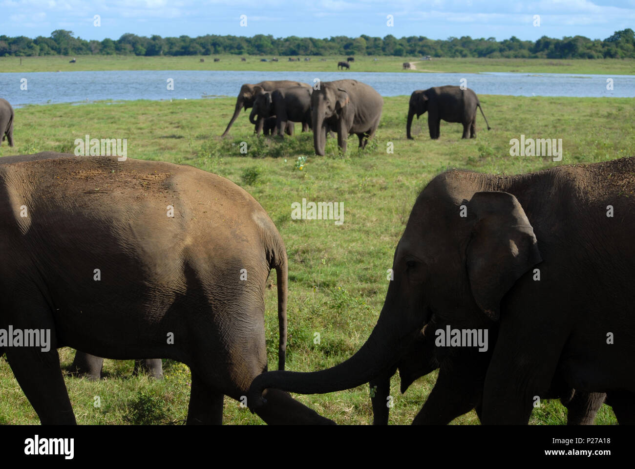 Elefanti a Kaudulla National Park, Sri Lanka. Foto Stock