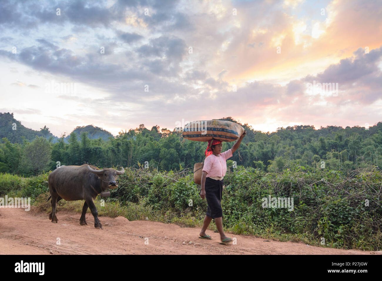 Kalaw, la gente guida bufalo d'acqua a casa la sera, Stato Shan, Myanmar (Birmania) Foto Stock