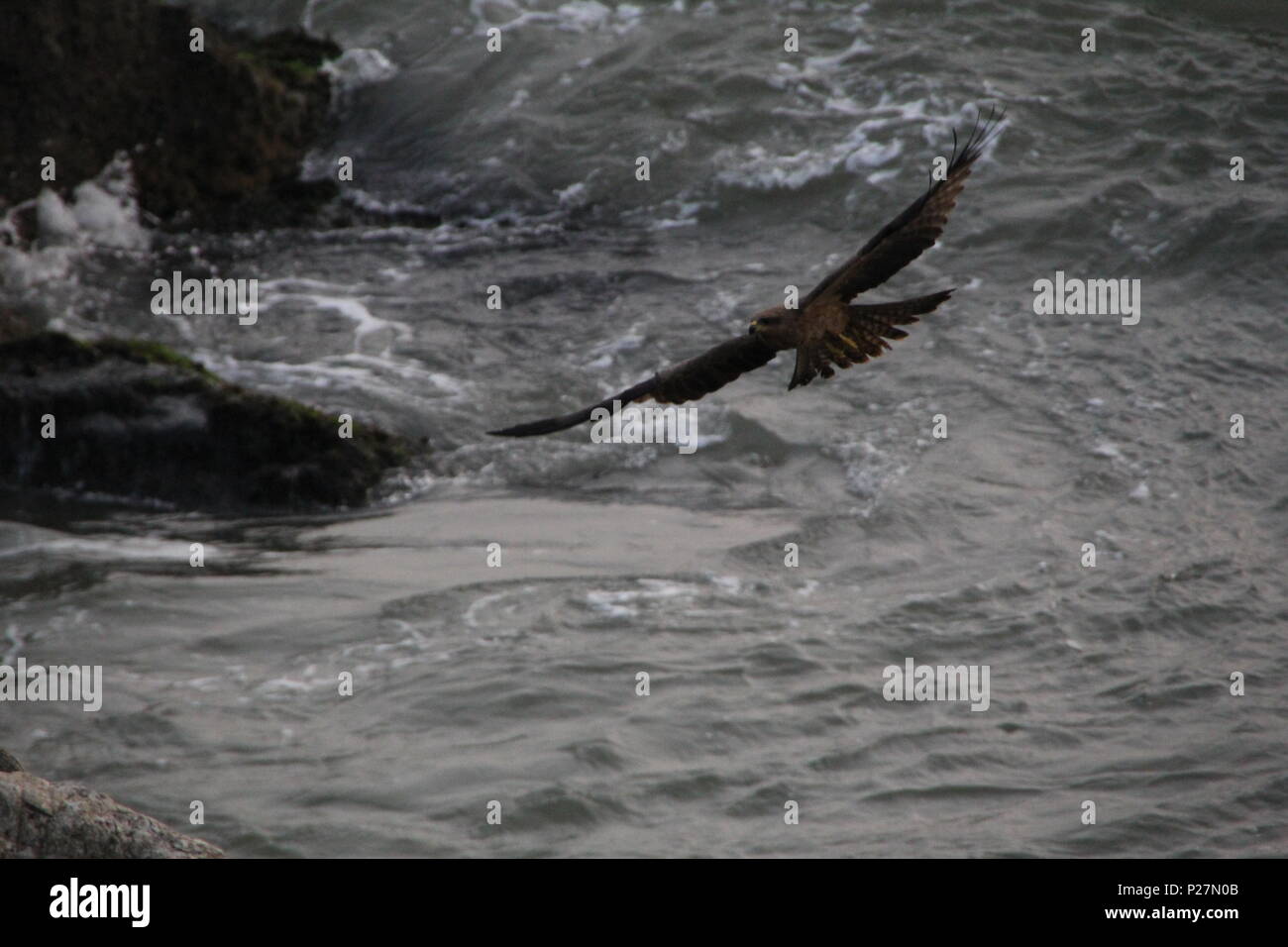 Eagle la caccia in acque poco profonde dell'Oceano Indiano Foto Stock