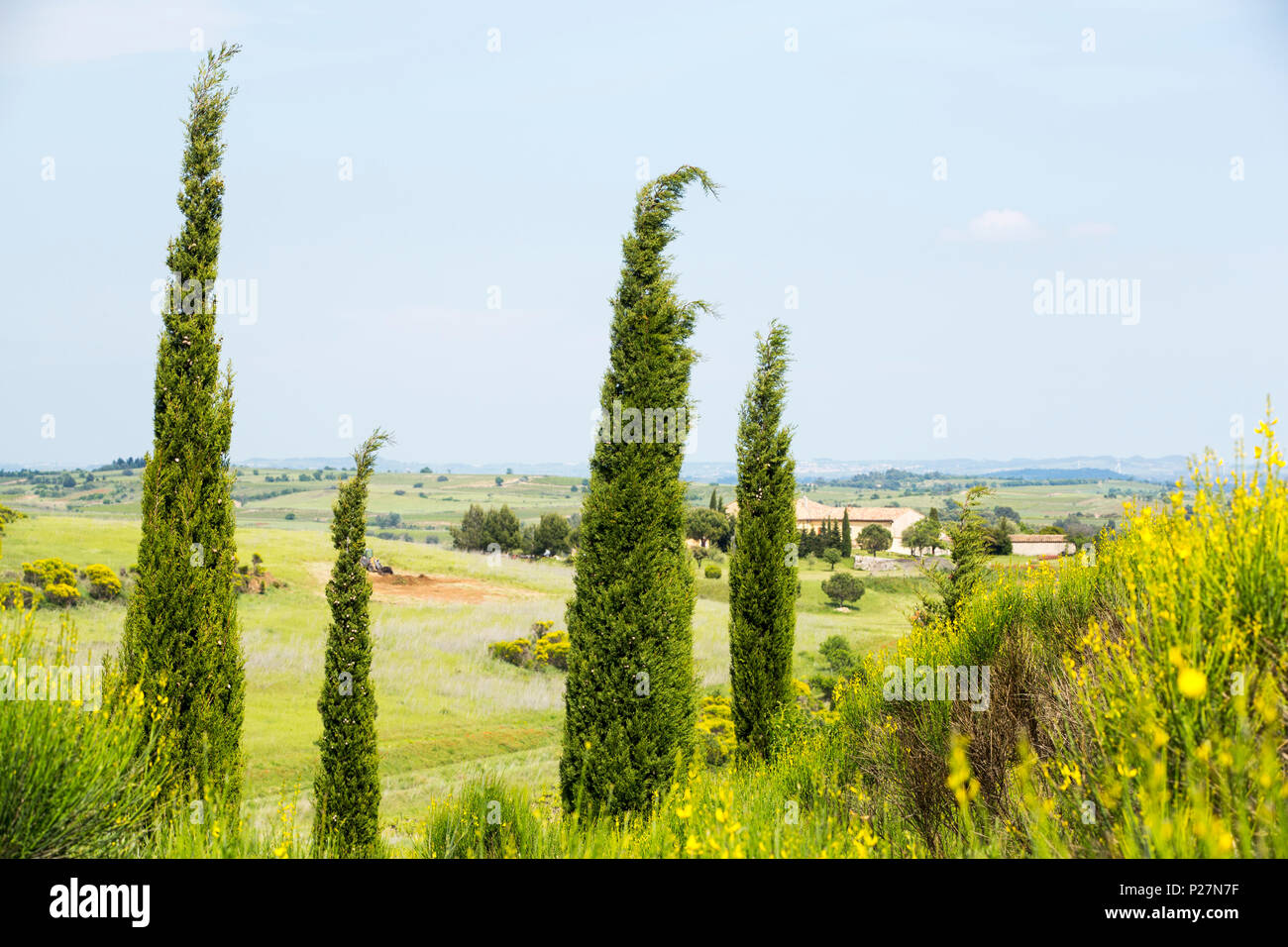 Italiano di cipressi che cresce su brughiera vicino Roubia, Francia. Foto Stock