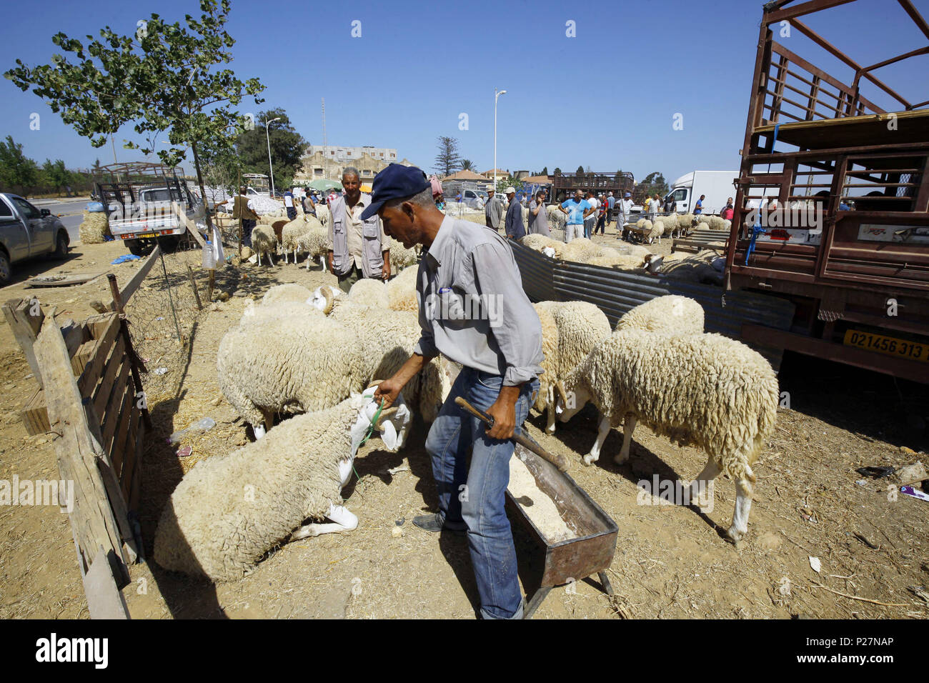 Algeria: mercato di pecora su 2016/09/08 in Ouled Fayet, nel wilayah di Algeri, pochi giorni prima l'Eid al-Adha Foto Stock