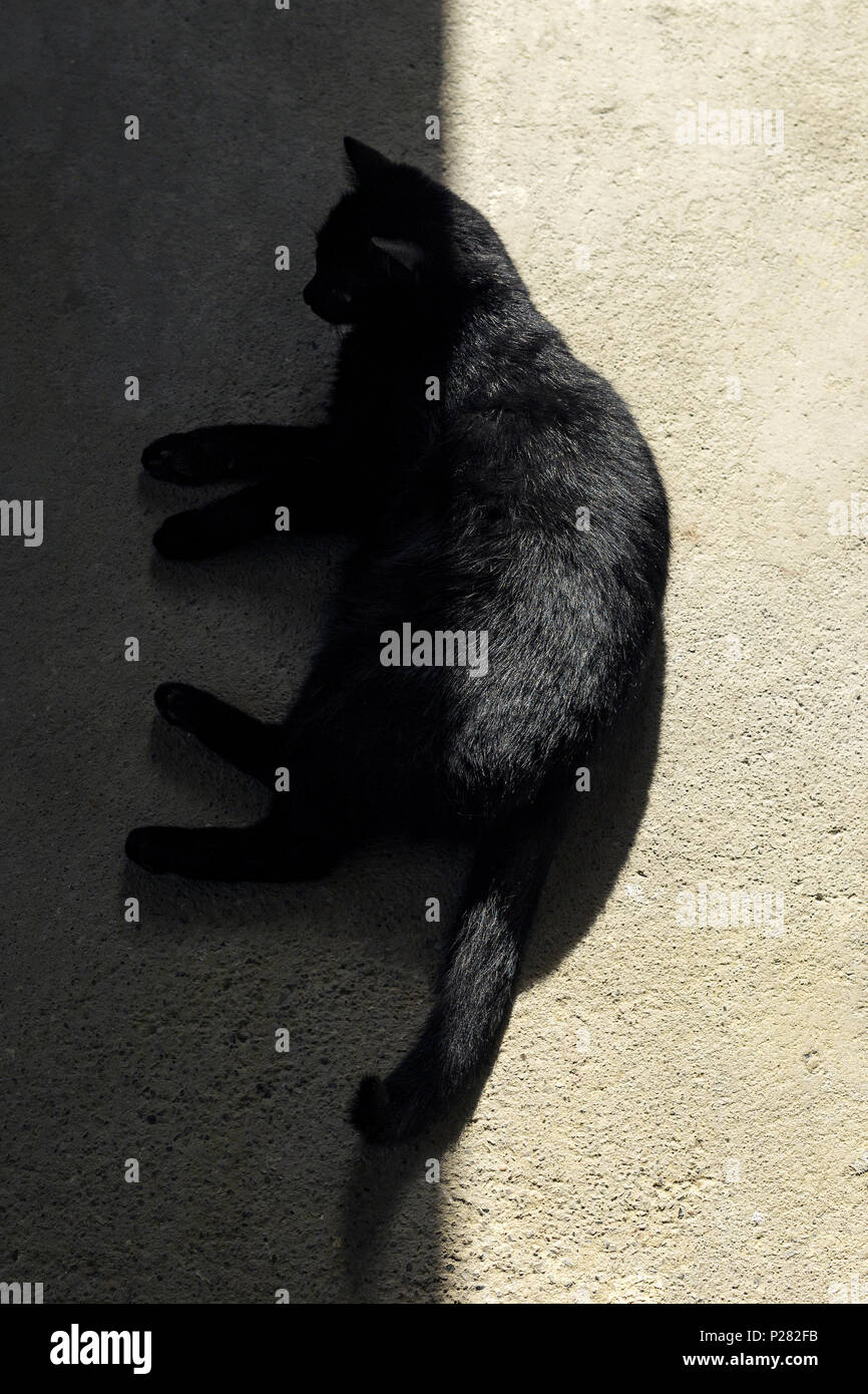 Gatto nero per i bagni di sole su un pavimento con ombre Foto Stock