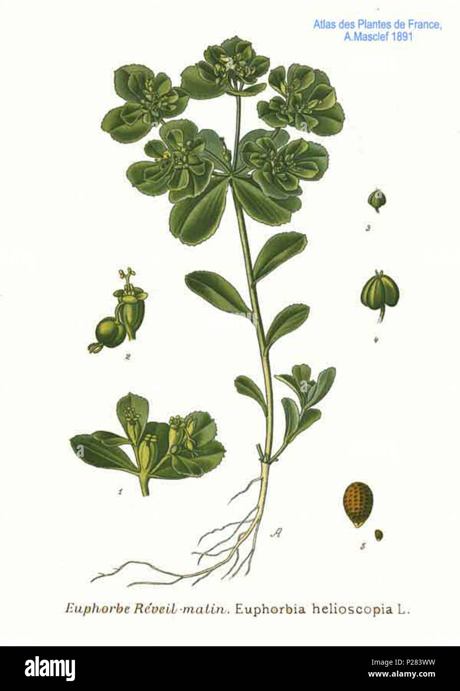 . Euphorbia helioscopia L. 31 gennaio 2001. Amédée Masclef (1858-) nomi alternativi Masclef Descrizione botanico francese Data di nascita e morte 1858 19.. Controllo dell'autorità : Q18507759 VIAF: 233362923 ISNI: 0000 0003 6776 1587 LCCN: N88663684 Botanico: Masclef SUDOC: 035266805 WorldCat 121 Euphorbia helioscopia L Foto Stock