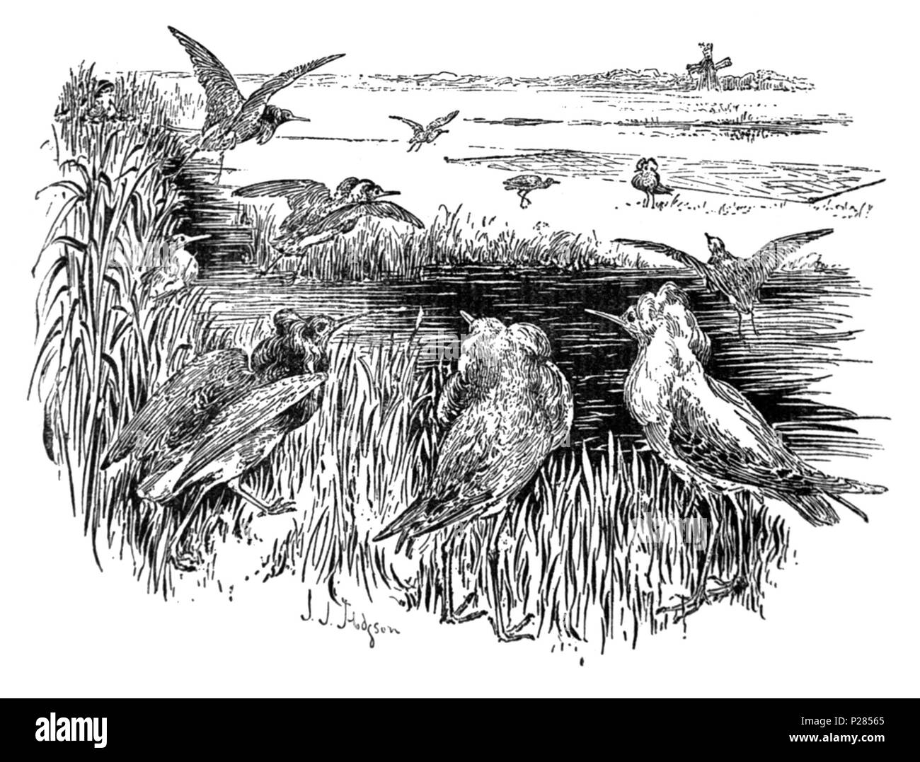 . Inglese: illustrazione della cattura di Ruffs usando un battimano net . circa 1897. John James Hodgson (1871-1906)[1] 279 RuffNetting Foto Stock