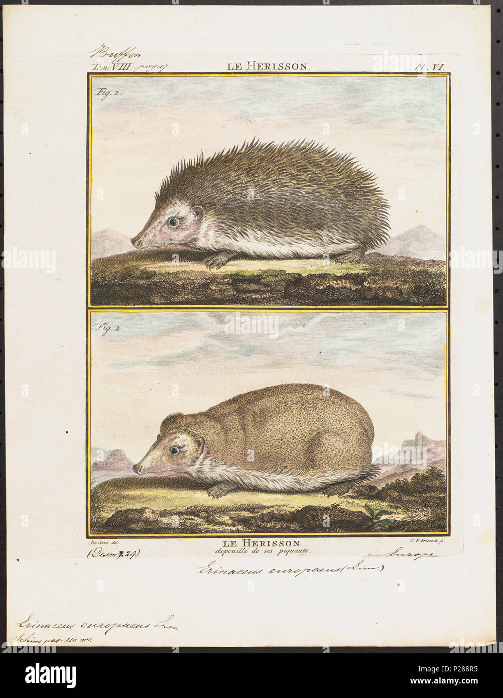 UBA01 IZ20900022-y, 06-04-09, 13:58, 8C, 7782x9378 (78+96), 100%%%%, Tooncurve11030, 1/60 s, R80.6, G54.6, B58.3 119 Erinaceus europaeus - 1700-1880 - Stampa - Iconographia Zoologica - Collezioni Speciali Università di Amsterdam - UBA01 IZ20900015 Foto Stock