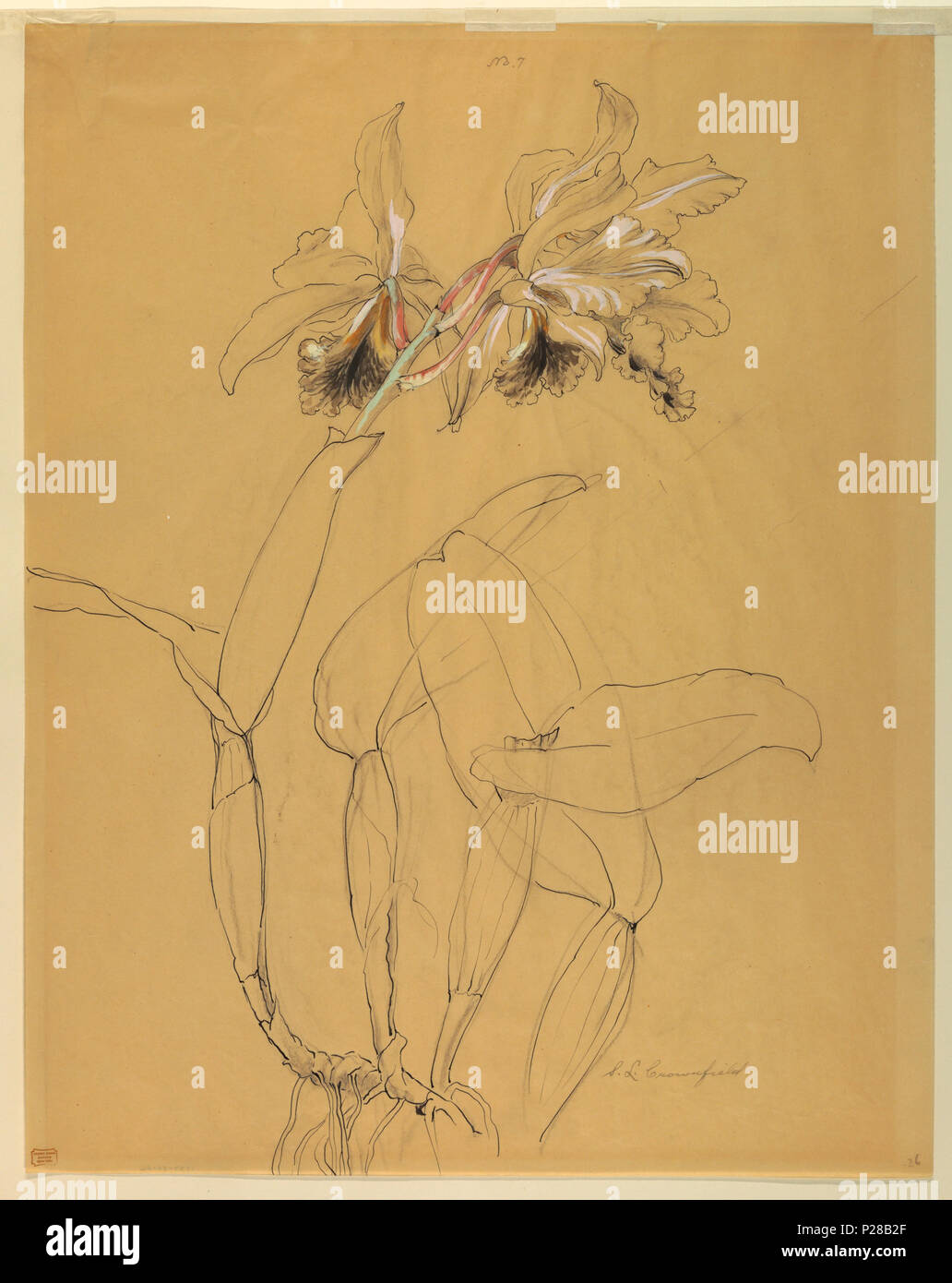 . Inglese: disegno, lo studio: Orchid, nei primi anni del XX secolo . Inglese: foglio verticale raffigurante un'orchidea con due fiori. I fiori sono toccati con nero, bianco, verde e rosa durante le foglie e stocchi sono incolore. . Inizio xx secolo 108 disegno, lo studio- Orchid, nei primi anni del XX secolo (CH) 18345037 Foto Stock