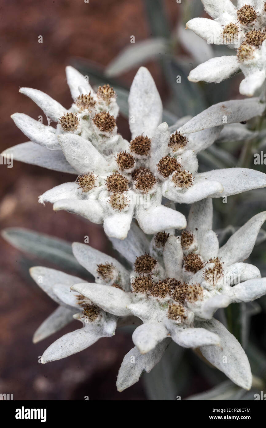 Edelweiss, Leontopodium nivale Foto Stock