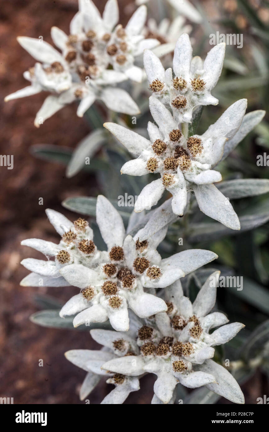 Edelweiss, Leontopodium nivale Rock giardino Foto Stock