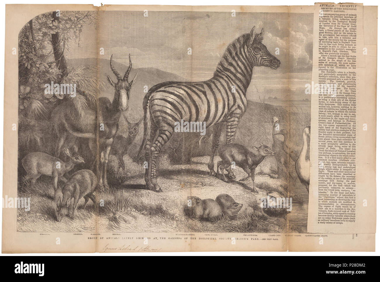 UBA01 IZ21700114-y, 16-06-09, 15:22, 8C, 7670x8380 (24+60), 100%%%%, 15 06 2009 Cur, 1/50 s, R54.0, G26.2, B35.5 118 Equus zebra - 1861 - Stampa - Iconographia Zoologica - Collezioni Speciali Università di Amsterdam - UBA01 IZ21700107 Foto Stock