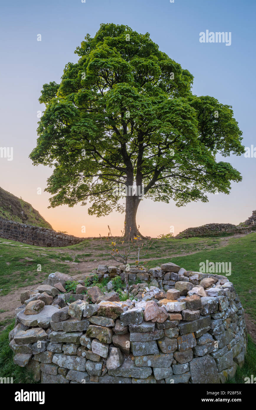 Lo straordinario paesaggio immagine del platano interstizio in corrispondenza del vallo di Adriano in Northumberland al tramonto con fantastiche tarda primavera luce Foto Stock