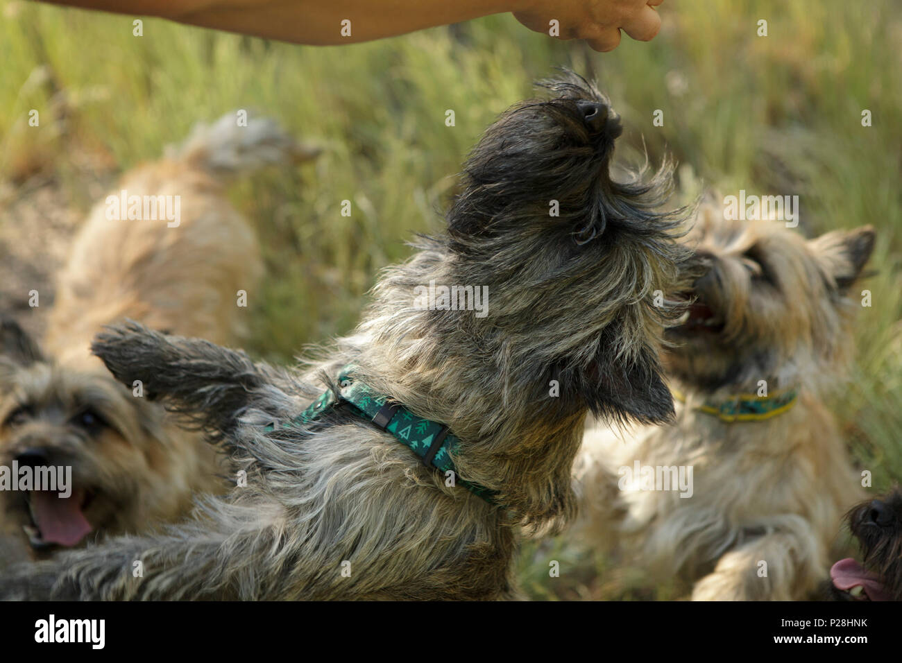 Poco cairn terrier jumping per mano umana Foto Stock
